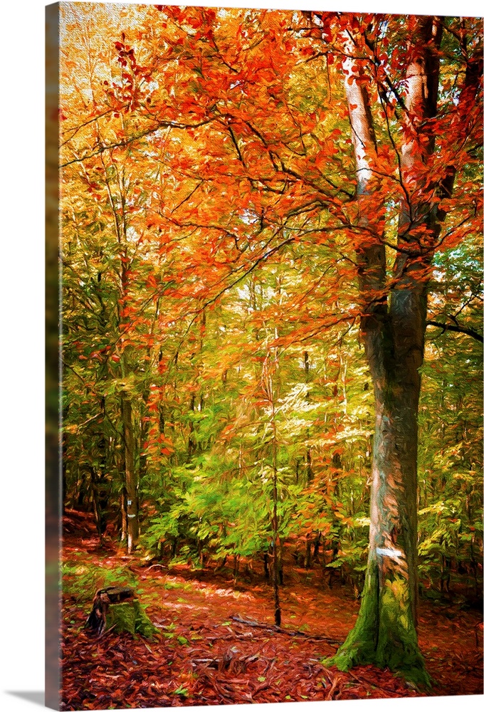 A photograph of a forest with turning autumn foliage.