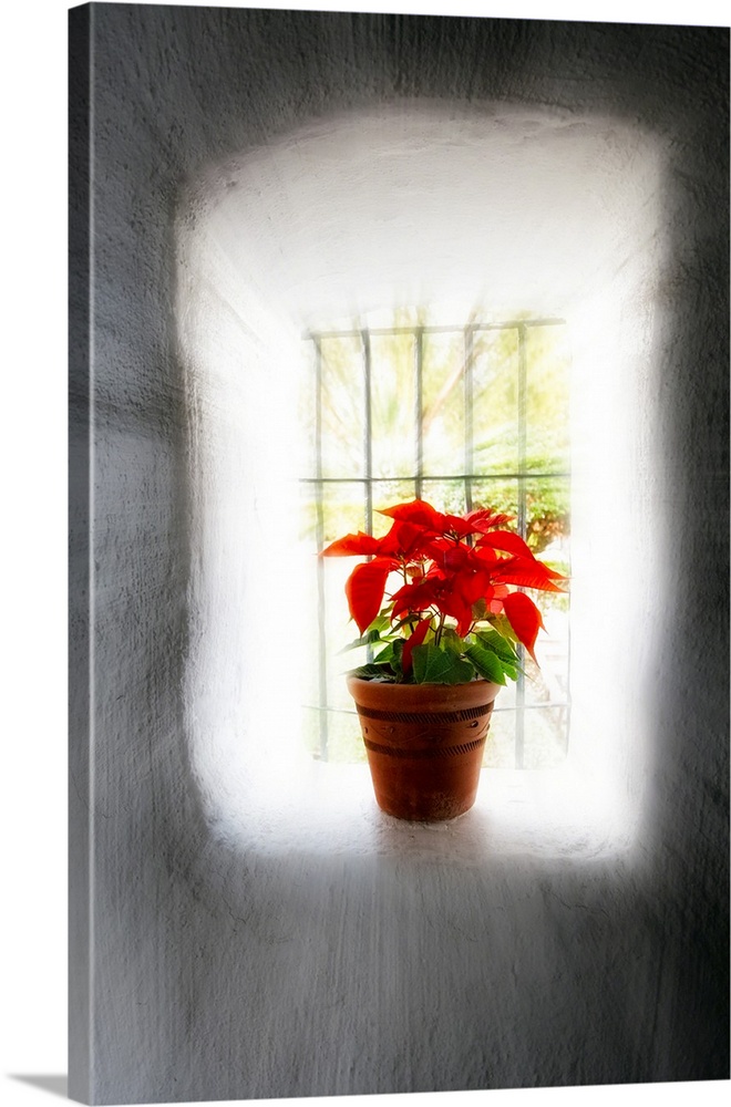 Poinsettia in Window light