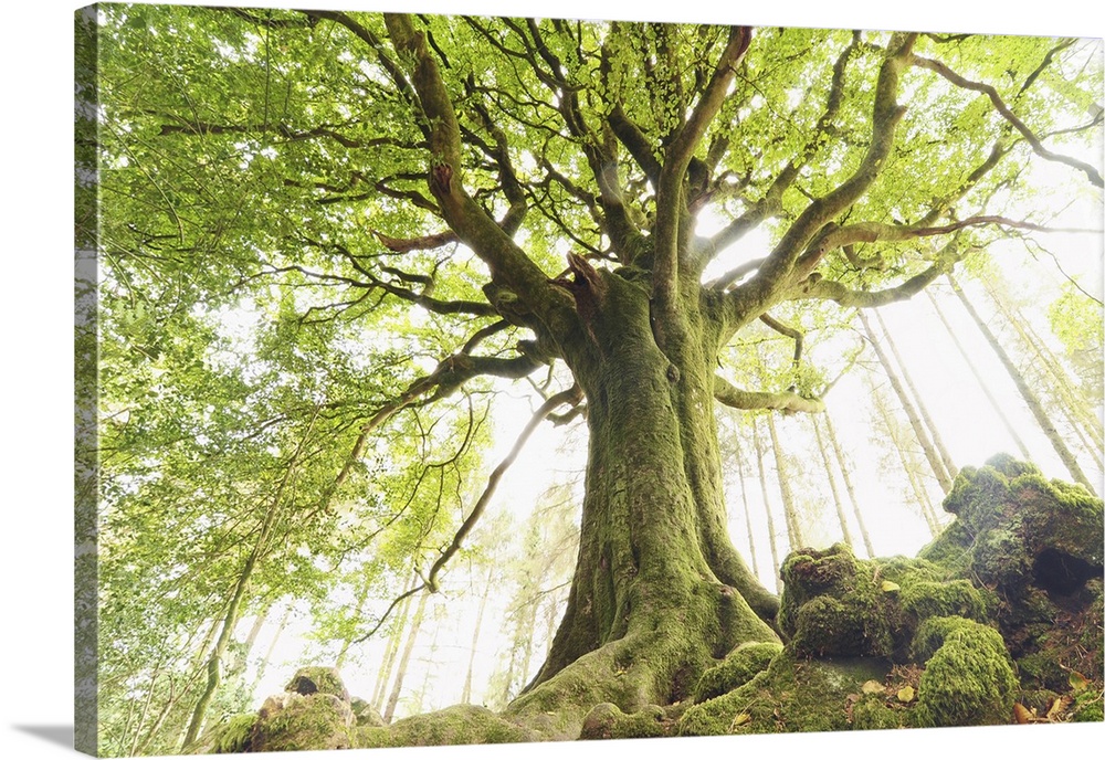 The huge Ponthus beech tree in Broceliande forest in Brittany.