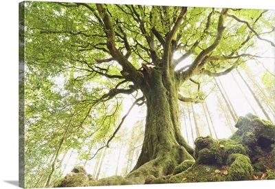 Ponthus Beech Tree