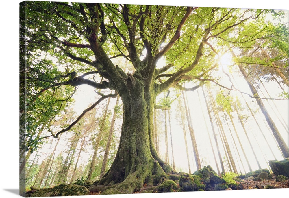 Ponthus beech is one of the most beautiful trees of Broceliande forest in Brittany! In the middle of the forest, he seems ...