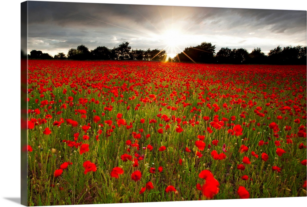 Sun shining over a field of brilliant red poppies with a row of dark trees in the background, grey clouds retreating overh...