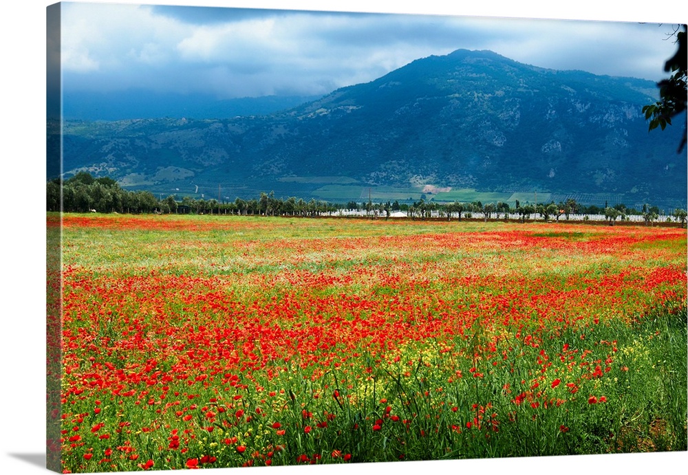 Poppy filled meadow, Latina, Italy.