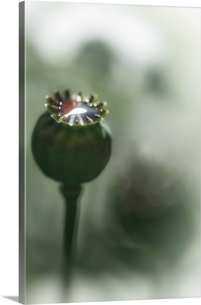 Close-up of a poppy seed head in my garden in British Columbia, Canada. The blurred darker shapes in the background are ot...