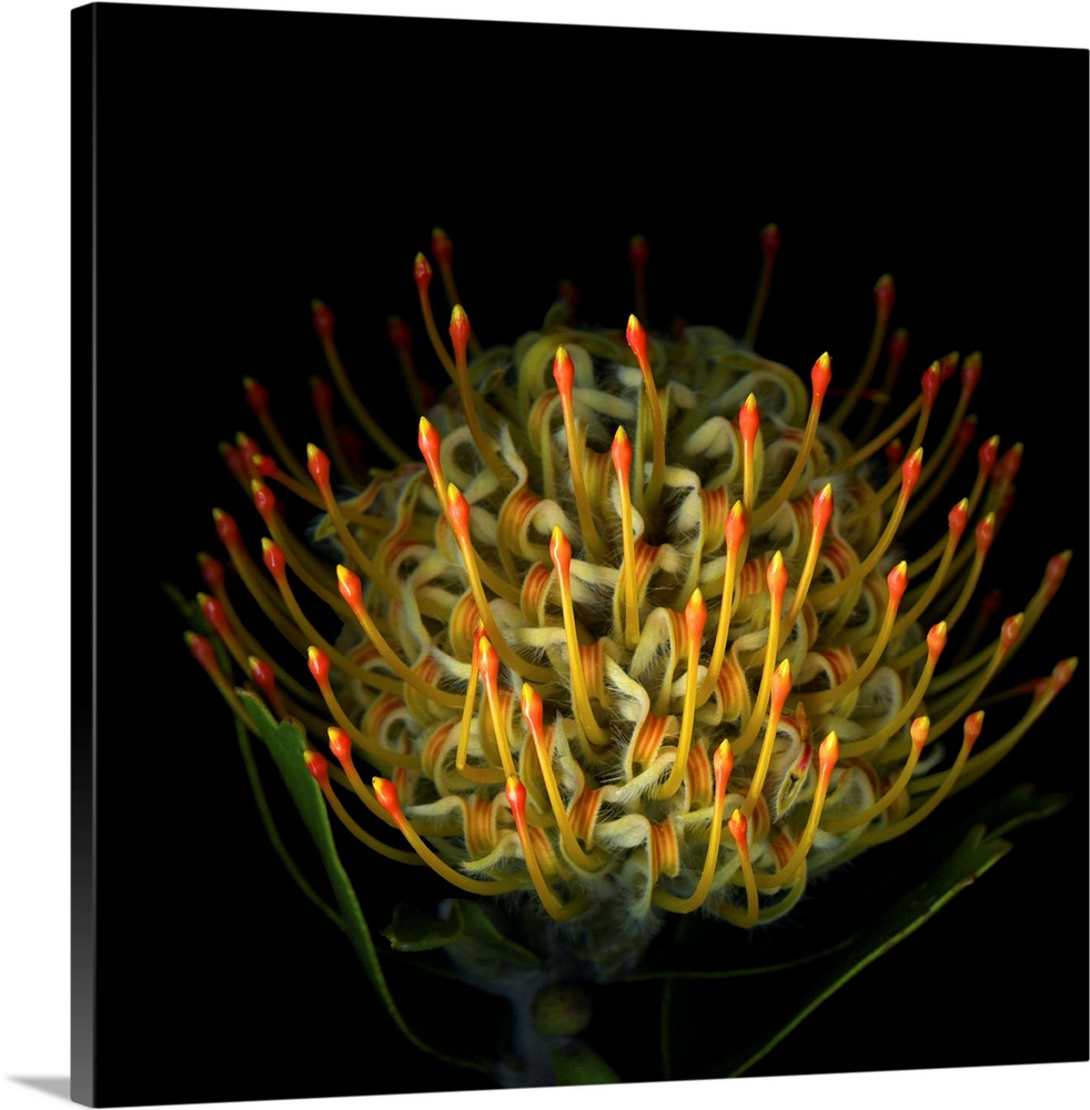 A pinchusion protea.