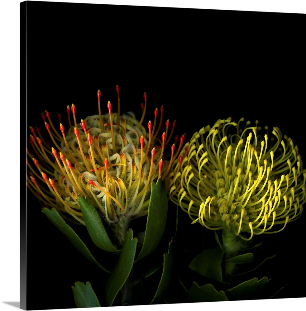 Two protea blossoms against a dark background.