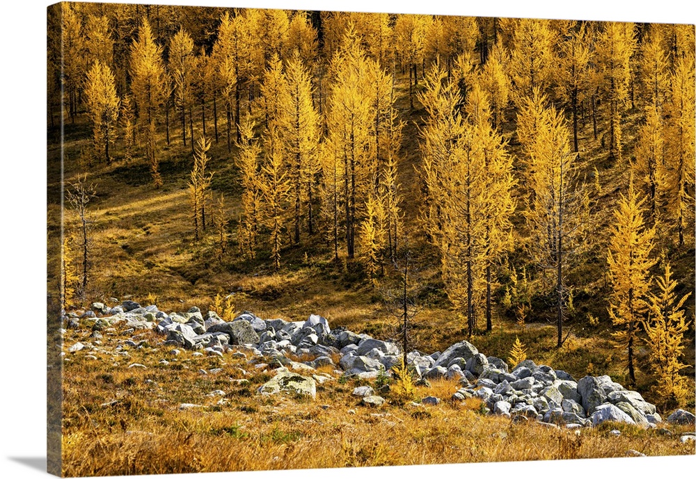 Alpine larches in fall at Kootenay.
