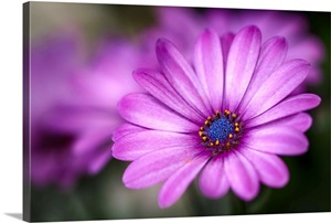 Purple Daisy image thumbnail