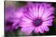 image thumbnail of Purple Daisy