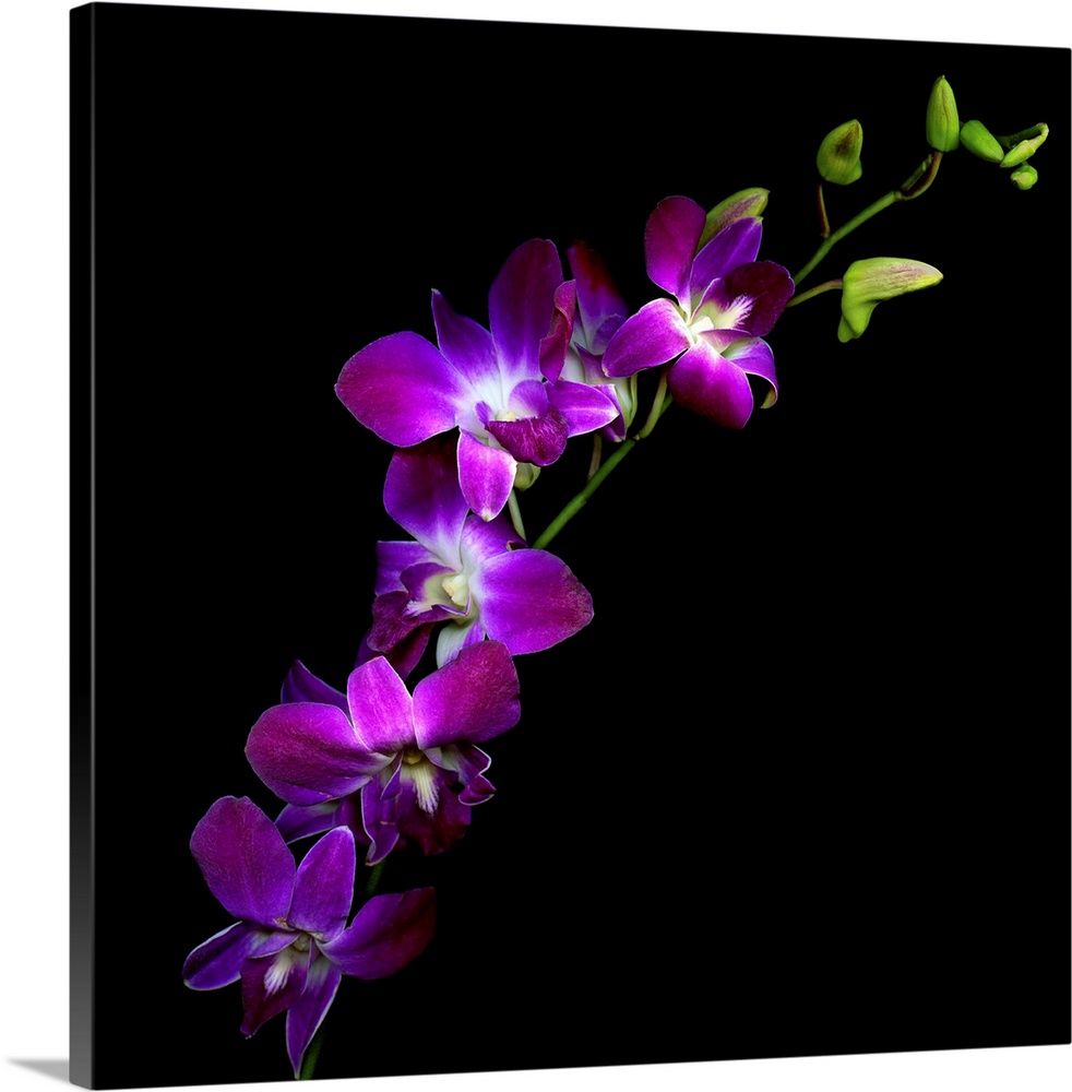 Flowers in front of a dark backdrop on this square wall art for the living room or office.