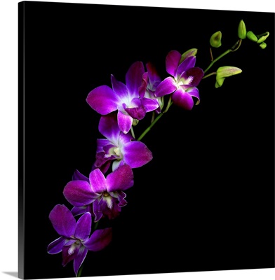 Purple Dendrobium Orchids