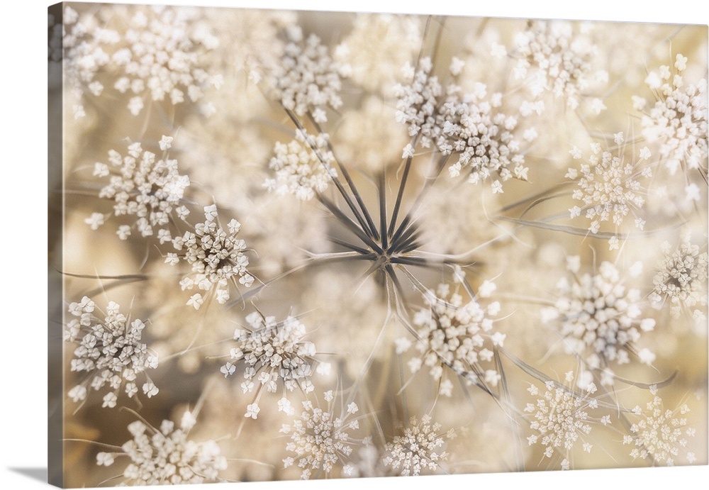 Several layers of the plant Anthriscus sylvestris, also known as Queen Anne's lace, shot with different apertures and focus.