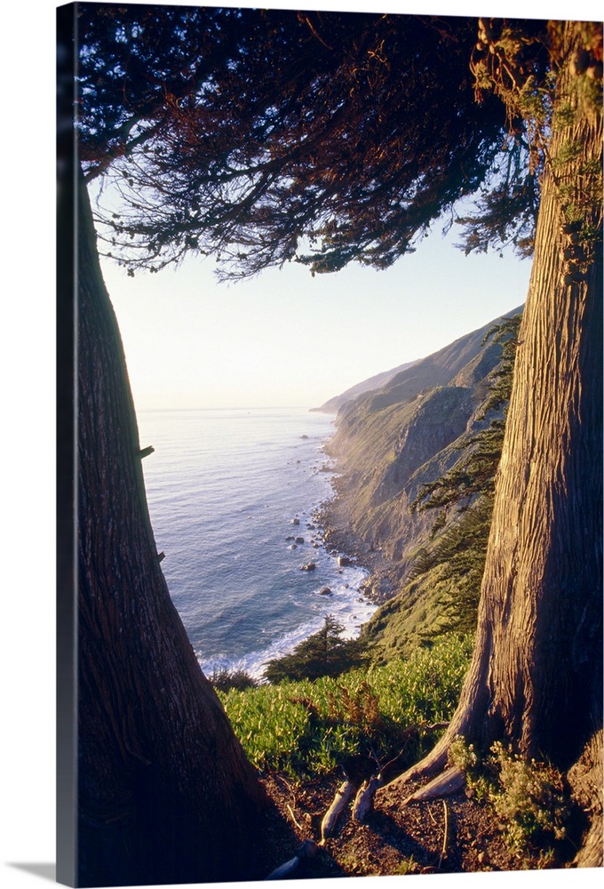 Coastal View Between Trees, Ragged Point, Big Sur Coast, California