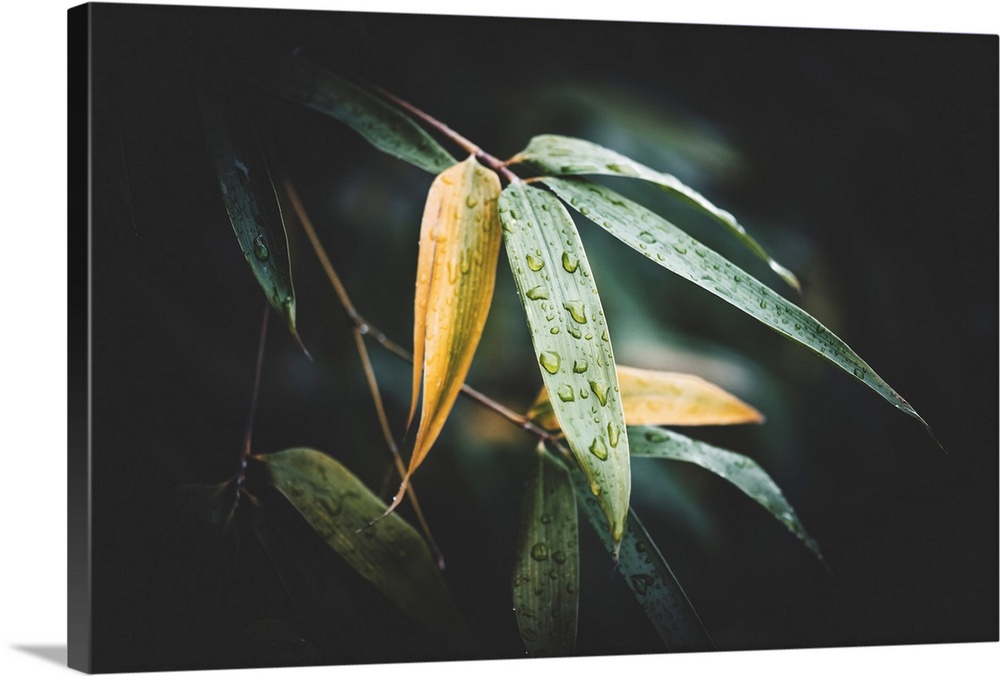 Bamboo leaves with raindrops