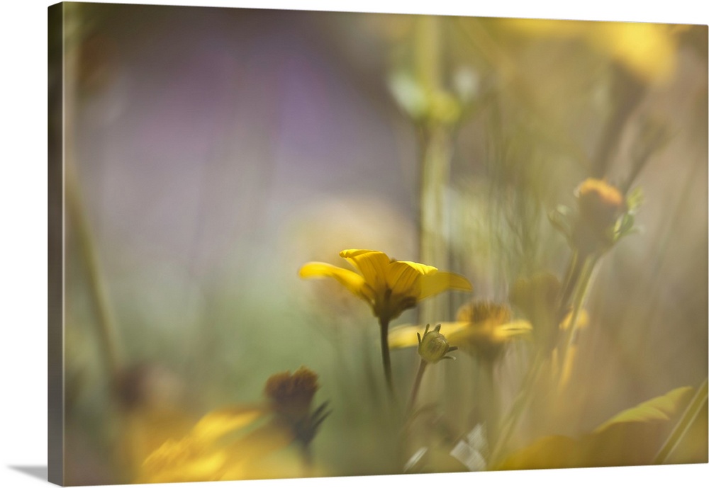 Dreamlike photograph of small yellow flowers with a shallow depth of field.