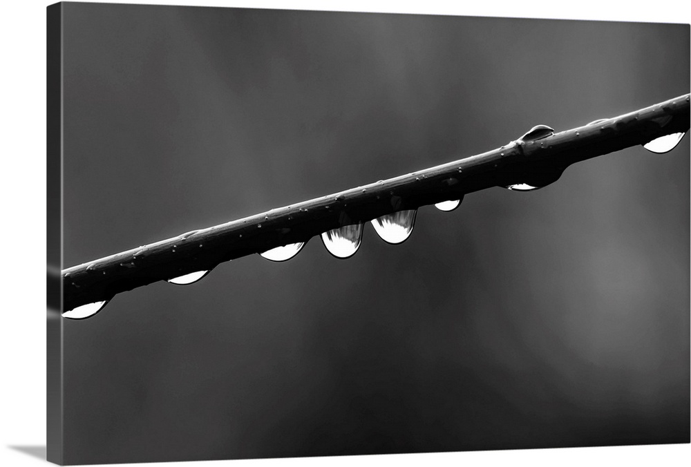Black and white macro photograph of rain droplets on a branch.
