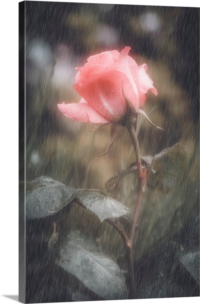 A rose under a summer rain