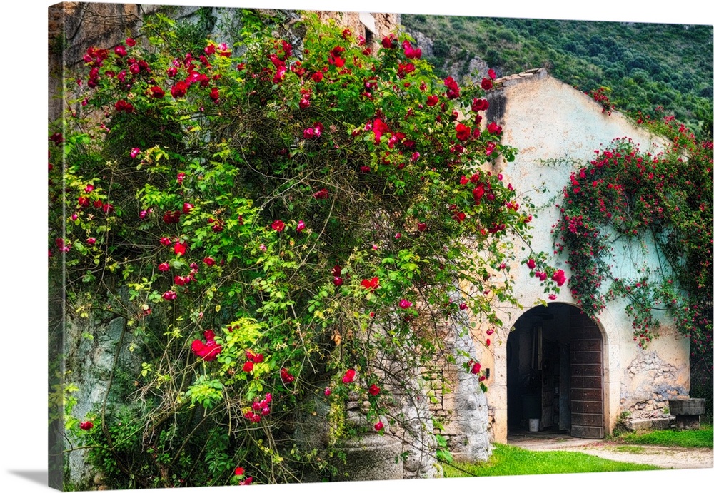 Rambling red roses covering a Medieval building, Ninfa garden, Italy.
