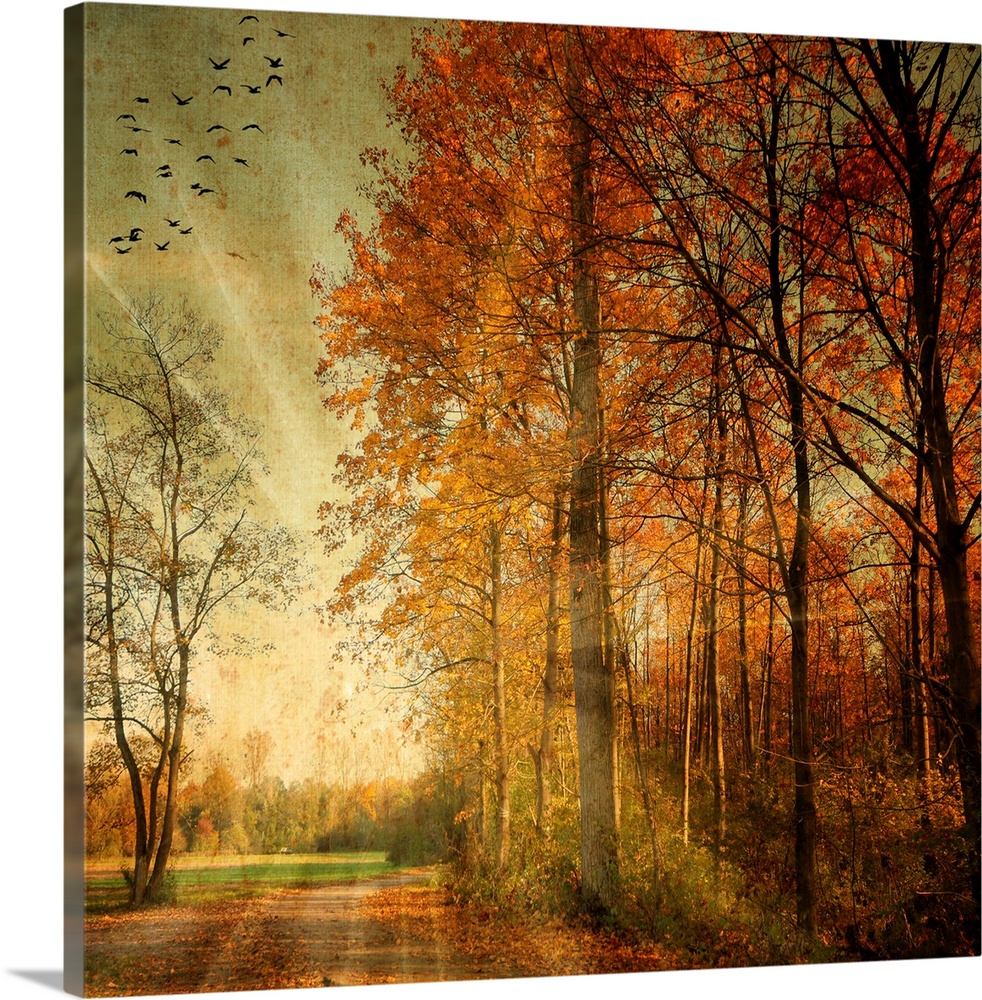 Square fine art photograph on a large wall hanging of the setting suns rays shining through an autumn colored forest, whil...