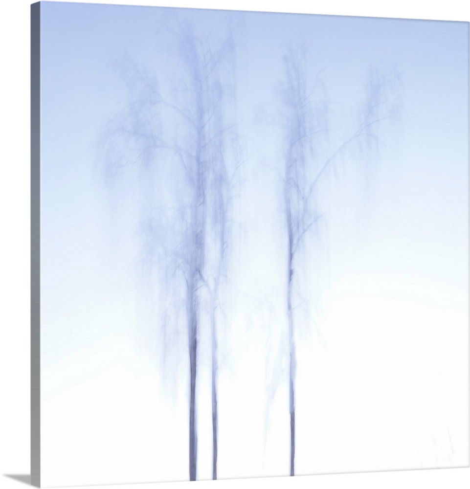A beautiful, bright and sunny winter day. Three tall birch trees touch the pale blue sky.