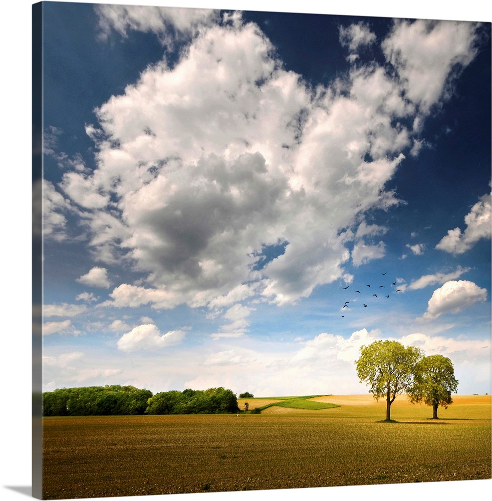 A pair of trees stand near each other in a large field that is photographed under a bright and cloud filled sky.
