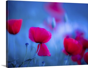 Red And Blue image thumbnail