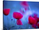 image thumbnail of An image of a group of poppies in a meadow by the sea along the Mediterranean coast of Tuscany.