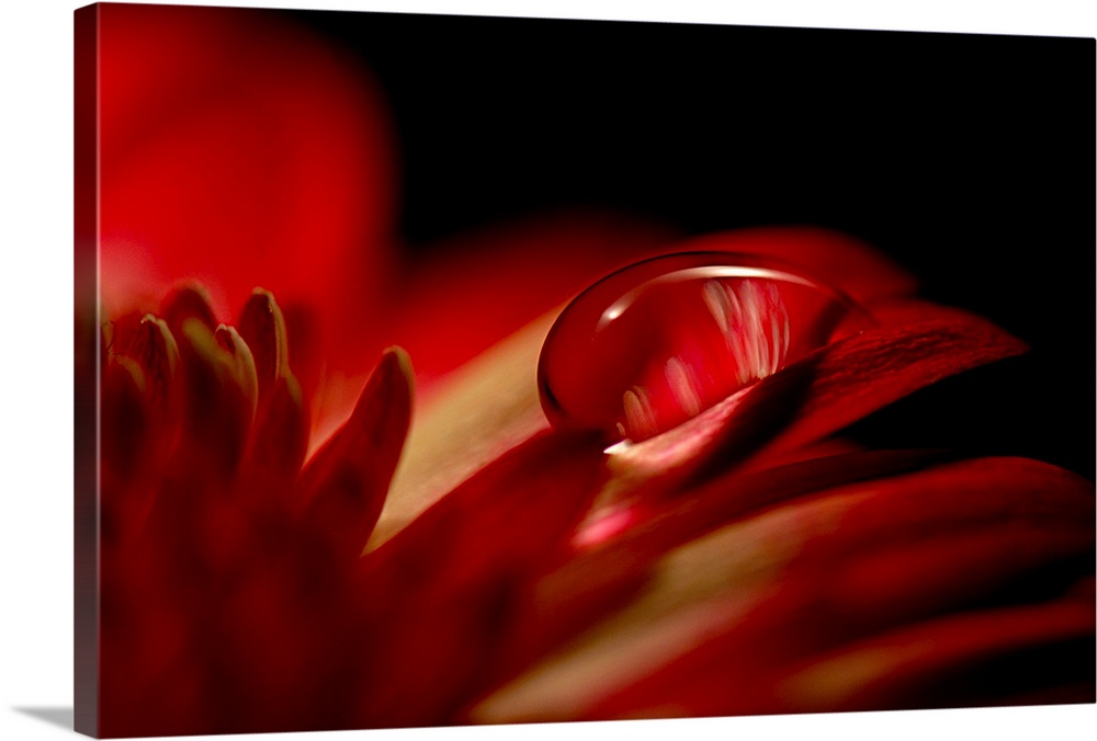 Big canvas photo of an up-close water droplet on a flower's petals.