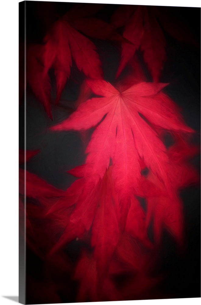 Red leaf of japanese maple close up