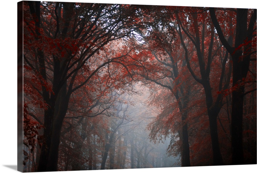 Forest mood with red trees in the fog crossing by a central path, Broceliande forest in Brittany, France.