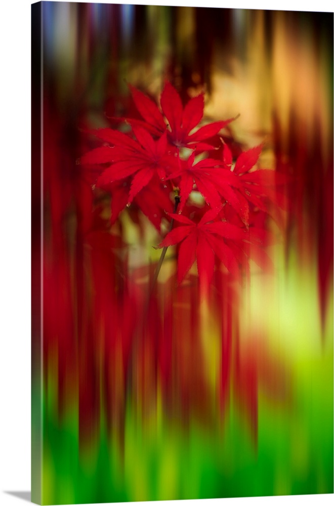 Fine art photograph of bright red Japanese maple leaves in focus with streaked blurring all around them.