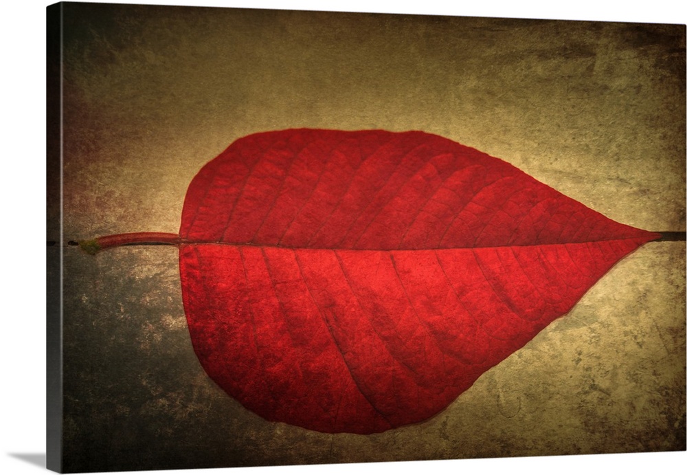 Photograph of perfect, bright red leaf on a neutral colored ground with a black dotted line leading directly to the stem a...
