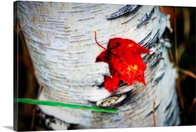 Red Leaf Caught in Bark