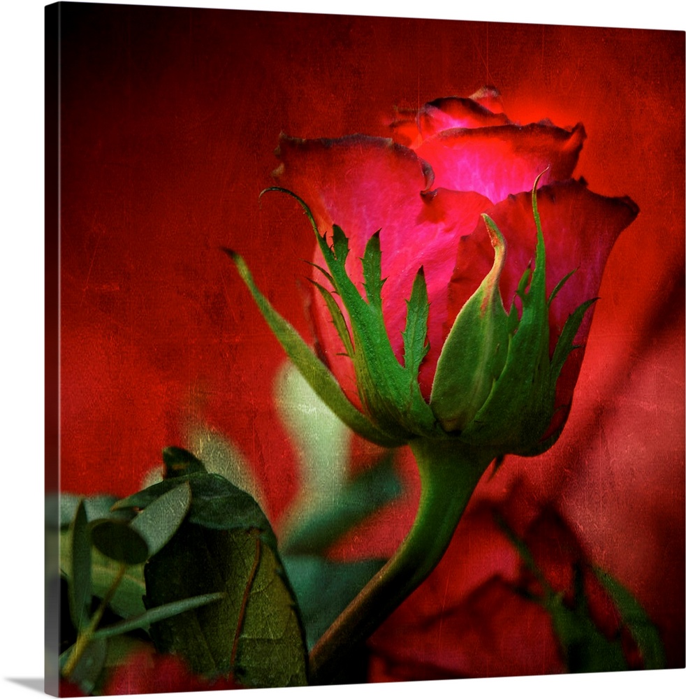 Square, large fine art photograph of a red rose on a hazy red background, surrounded by leaves.