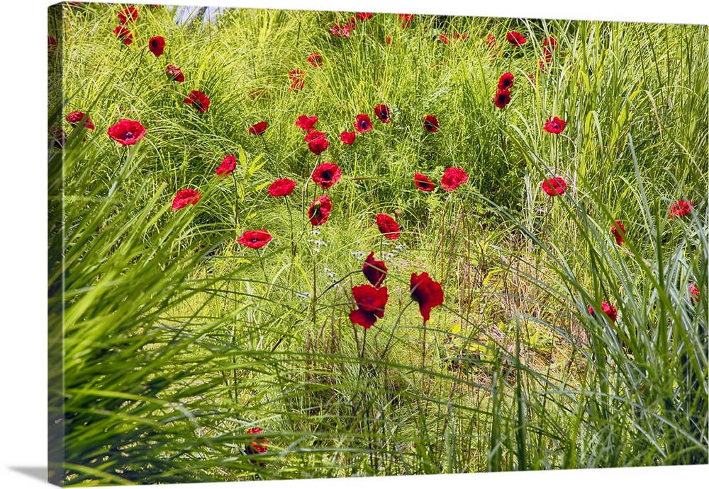 Bright red poppies growing wild in a green field.