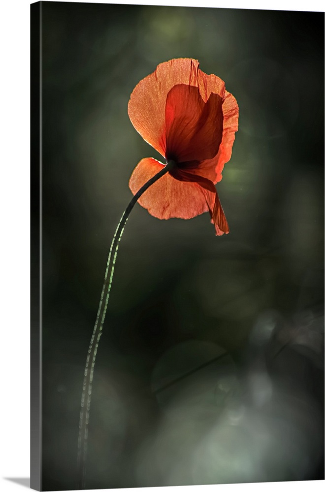 Fine art photo of a single red poppy rising up against a bokeh background.