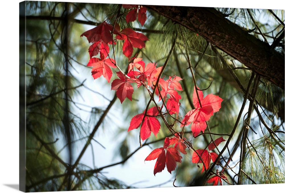 Fine art photo of vivid fall leaves standing out against dark branches and pine needles.
