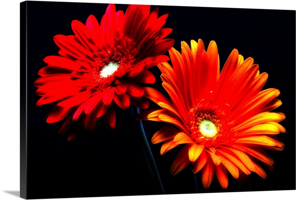 This horizontal photograph shows two gerbera daisies under a spotlight against a dark backdrop.