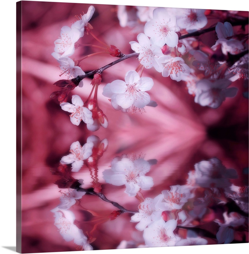 Cherry blossoms close up