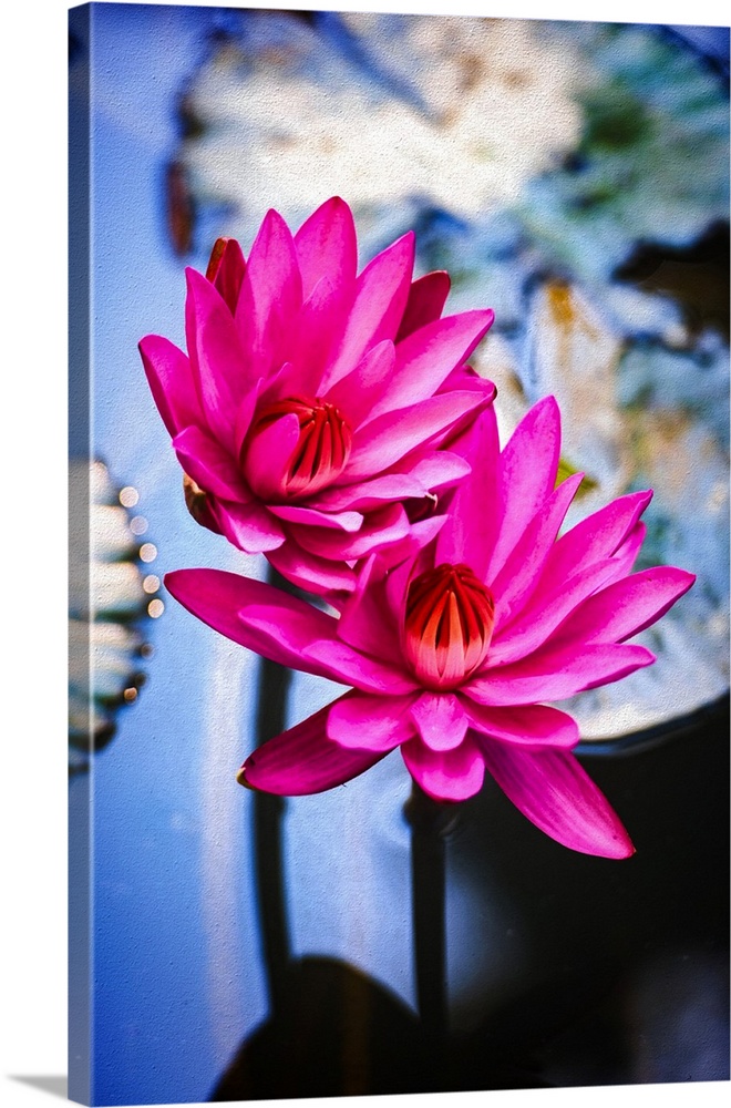Close up of water lily flower in expressionist photo