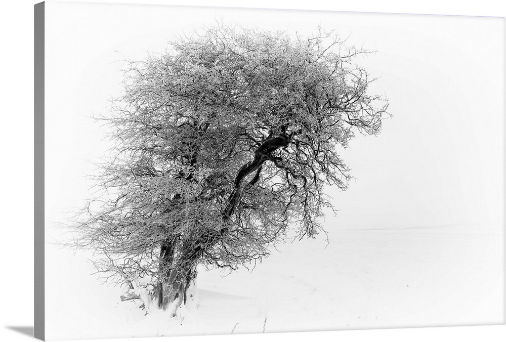 A monochrome black and white landscape with a line winter tree twisted and bent against the wind.