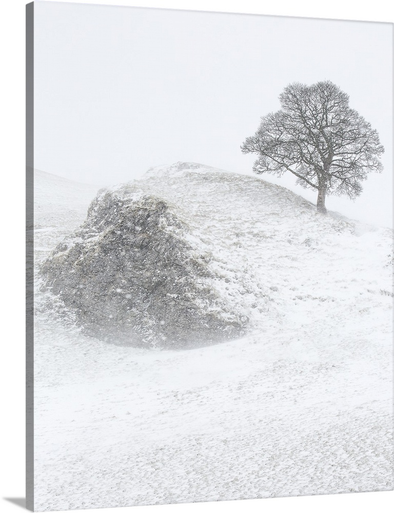 A winter landscape in Derbyshire, England with a bare lone tree on a hillside crag in the heavy falling snow.