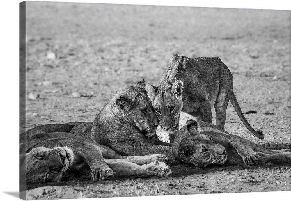 Family of lions rest and doze in Botswana.