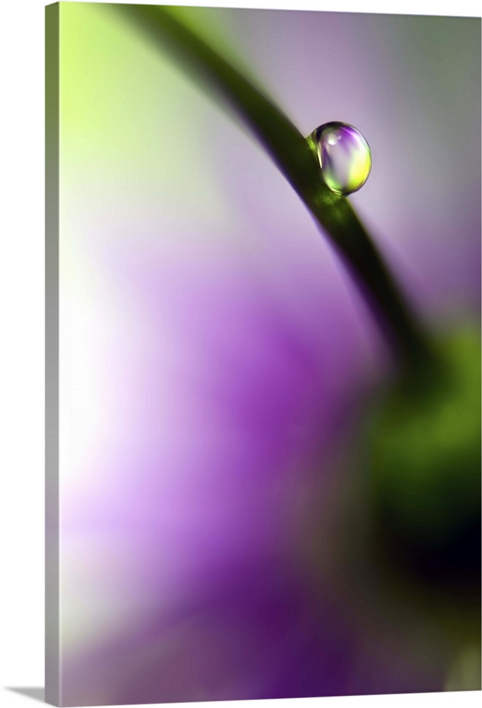 A macro photograph of a water droplet resting on the stem of a flower.