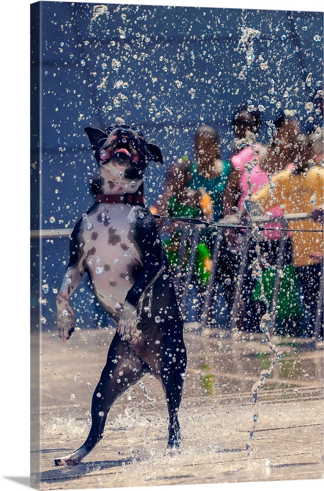 A dog happily playing in the fountains of a splash pad at a park.
