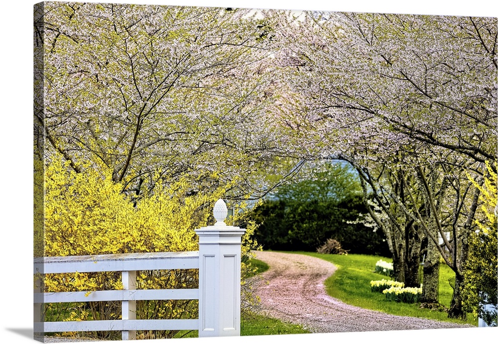 Country Road Lined with Blooming Cherry Trees, Hunterdon County New Jersey.