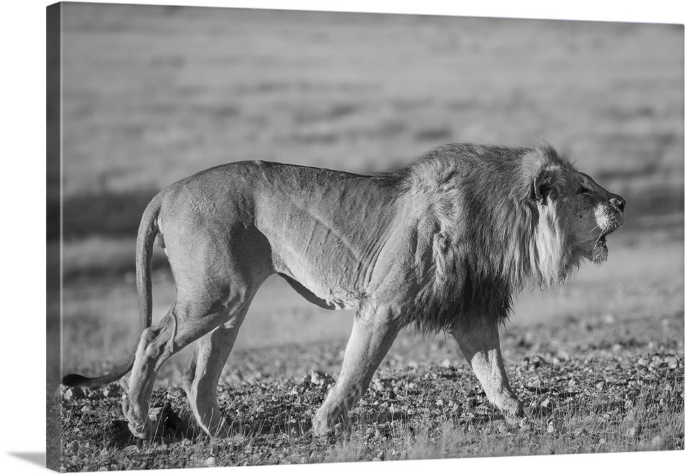 A lion roars whilst patroling his territory.