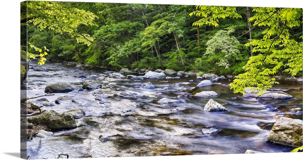 Black River Flows Through a Lush Forest, Hunterdon County, New Jersey, USA