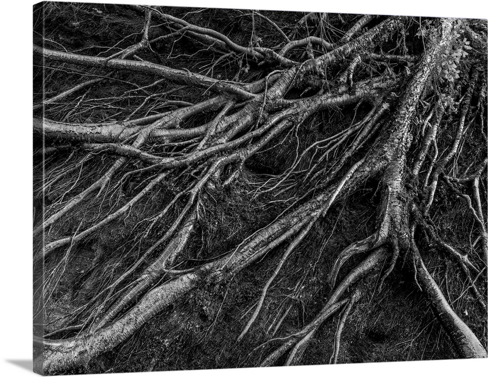 Black and white photograph of tree roots, highlighting the textures with contrast.
