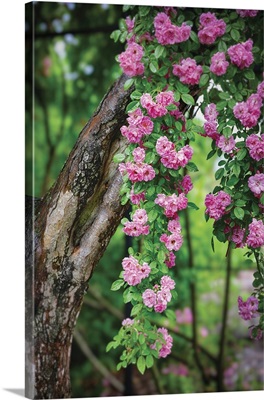 Rose Strands On A Tree